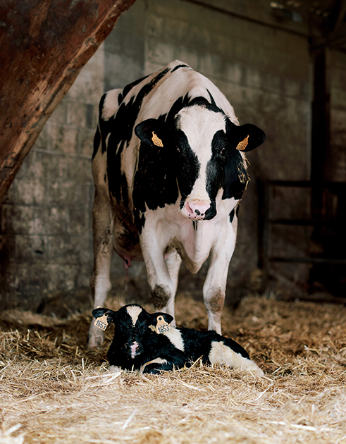 Les vaches des 30 Arpents