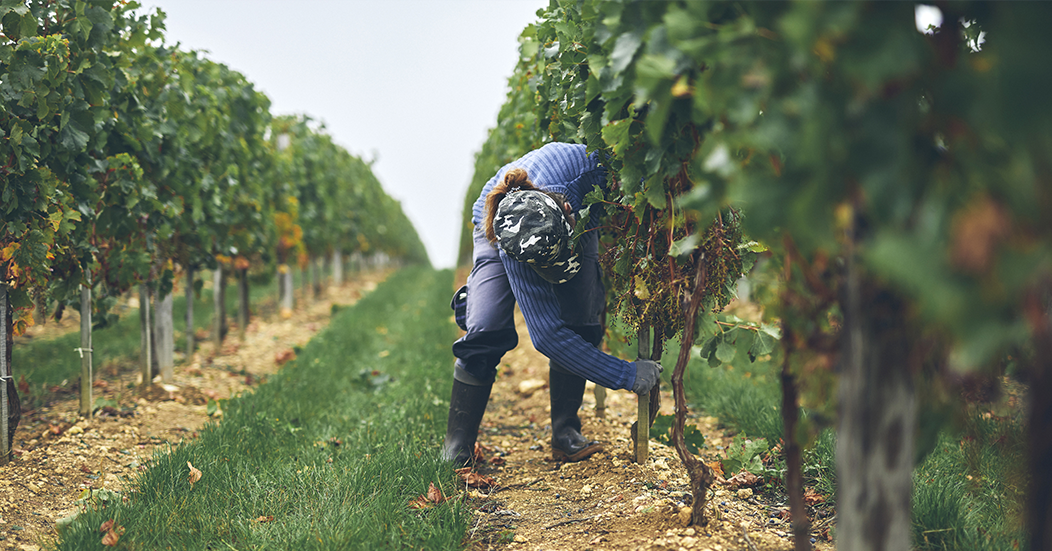 Vignes travailleuse