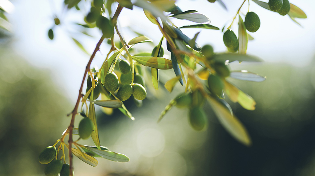 Olives naturelles 