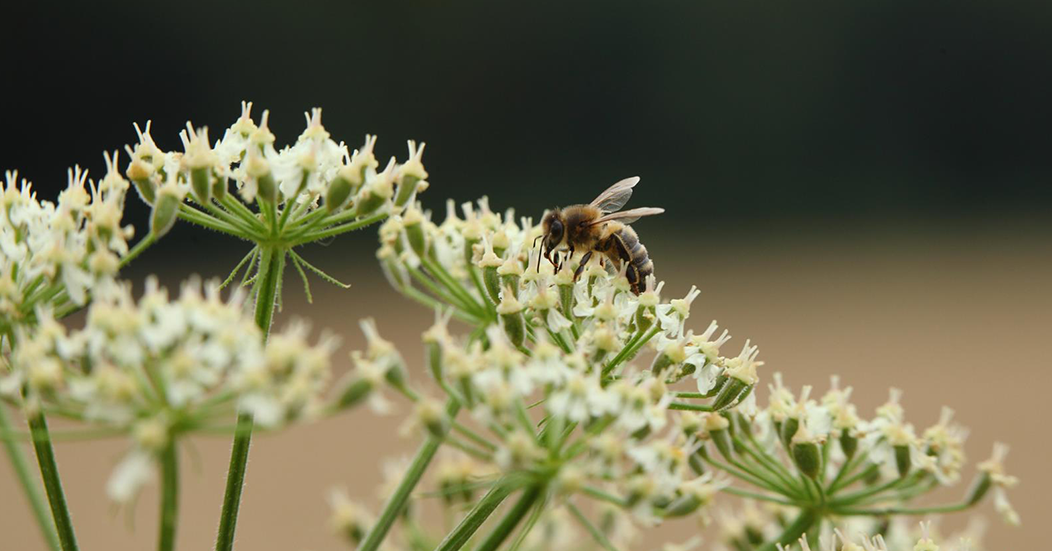 Le butinage de l'abeille
