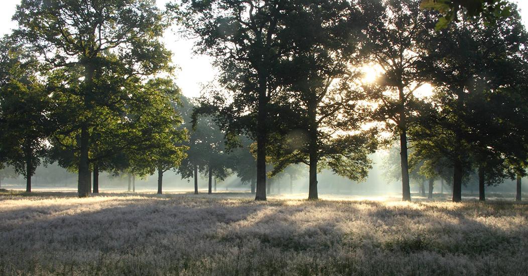 Forêt du Domaine des 30 Arpents
