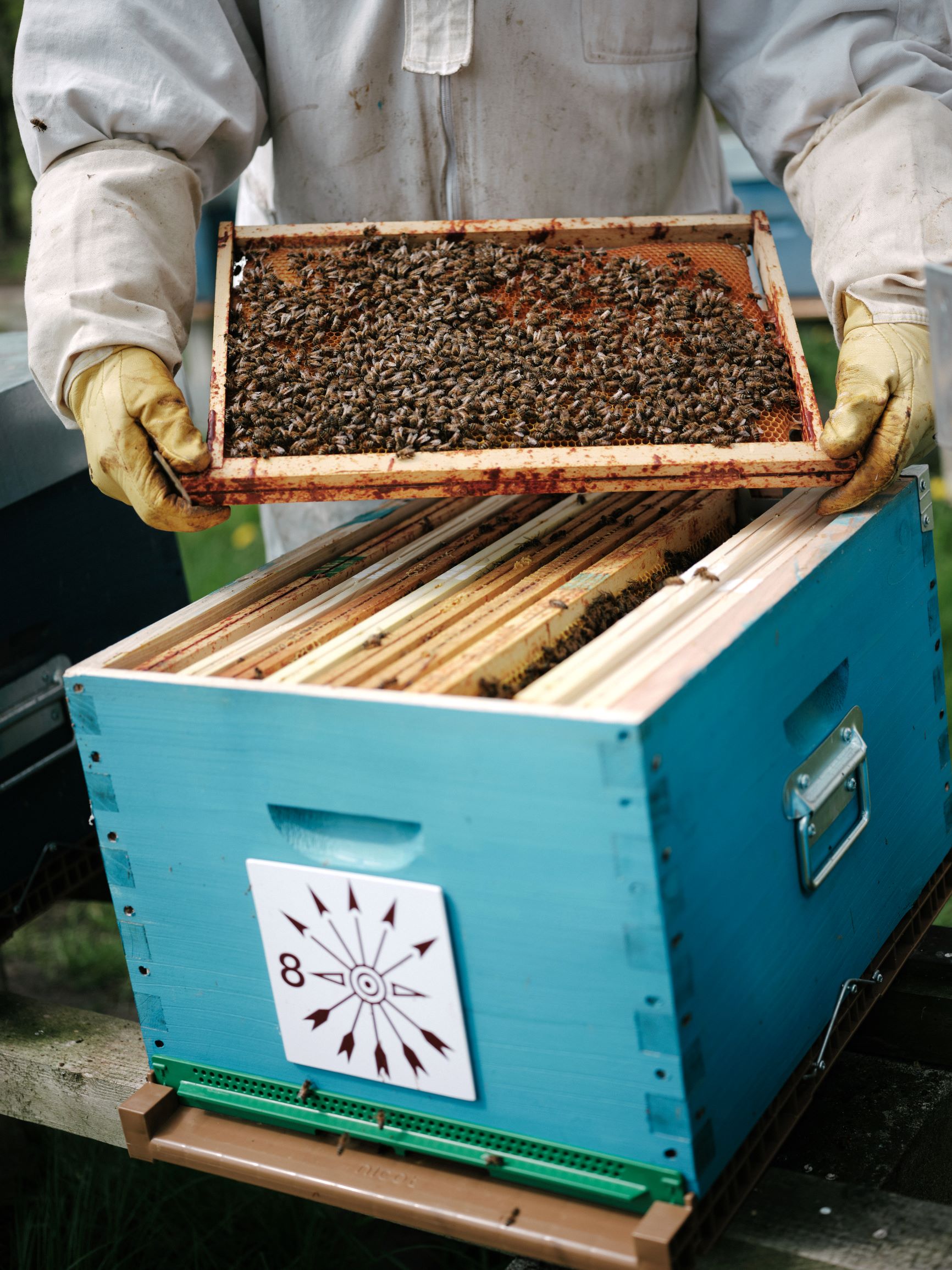Les abeilles de Clément