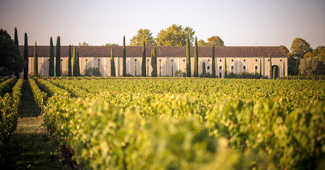 Chateau Clarke vignes