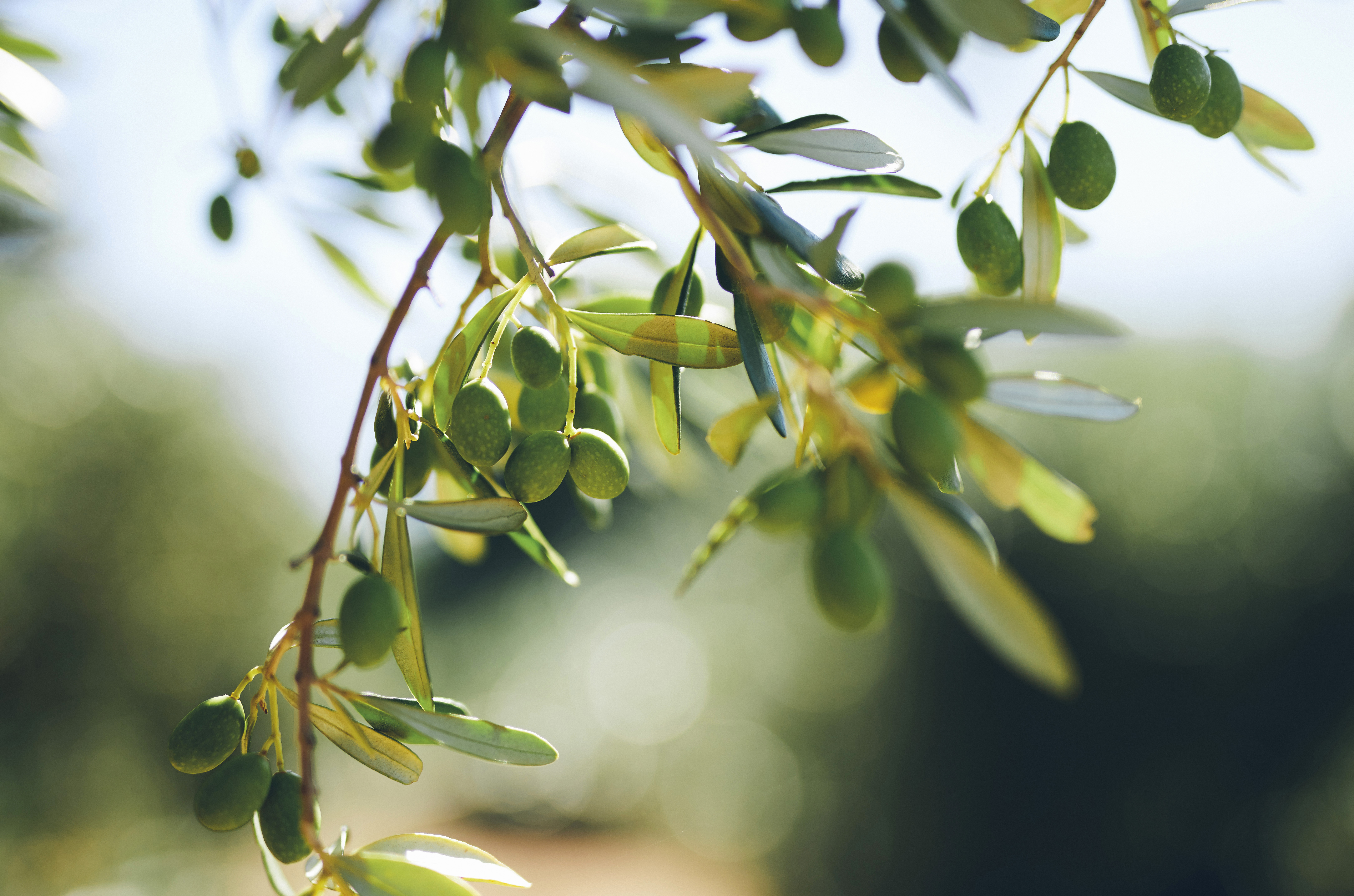 Grappe d'olives