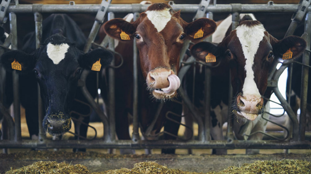 L’environnement, au cœur des préoccupations de la ferme familiale