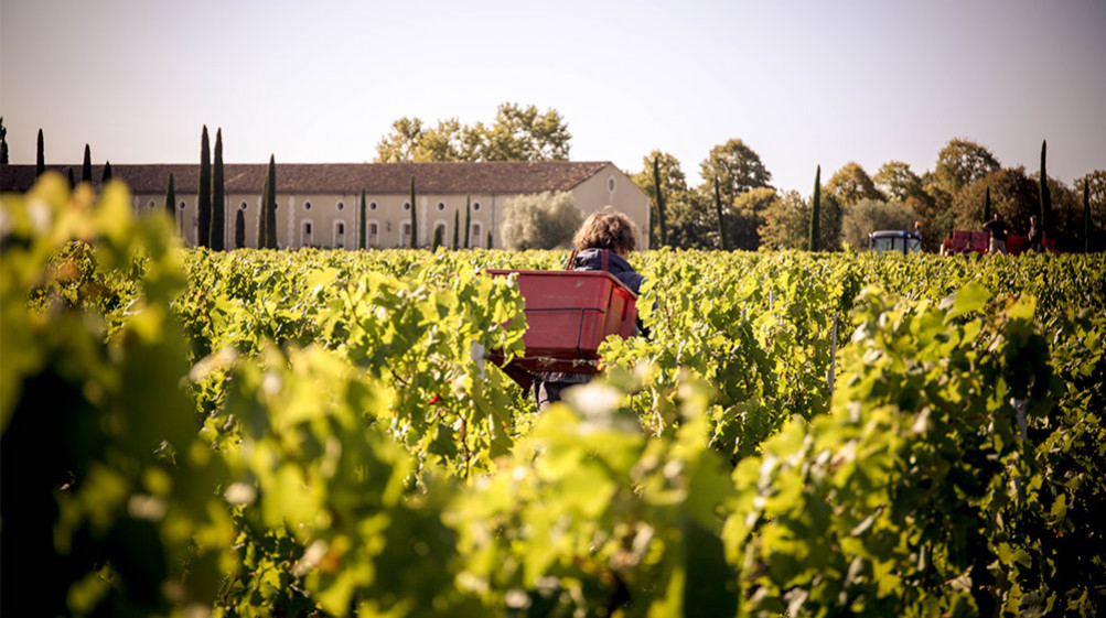 L'heure des vendanges a sonné !
